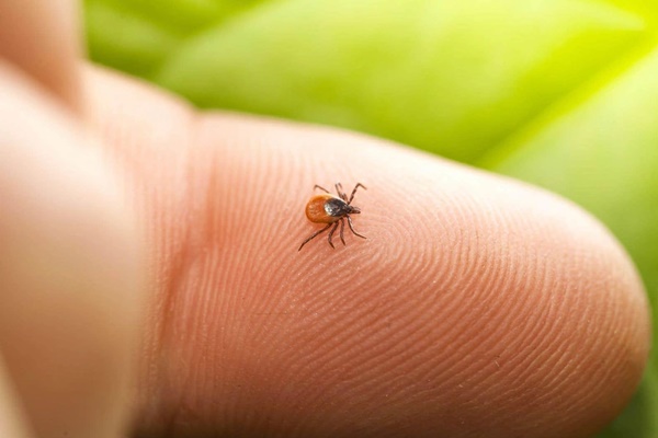 Người đàn ông sốt cao nhiều ngày do bị mò cắn-1