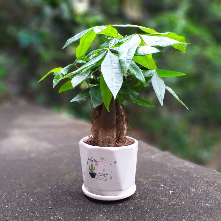 Thầy phong thủy nói: 5 cây cảnh an khang, thịnh vượng, muốn giàu nhất định phải có một cây trong nhà-1