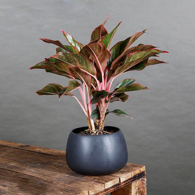 Thầy phong thủy nói: 5 cây cảnh an khang, thịnh vượng, muốn giàu nhất định phải có một cây trong nhà-2