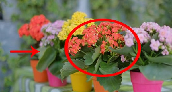 Thầy phong thủy nói: 5 cây cảnh an khang, thịnh vượng, muốn giàu nhất định phải có một cây trong nhà-3