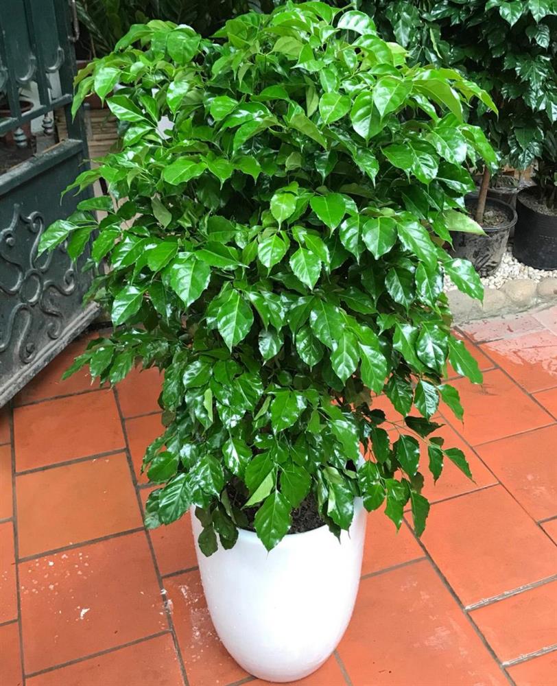 Thầy phong thủy nói: 5 cây cảnh an khang, thịnh vượng, muốn giàu nhất định phải có một cây trong nhà-4