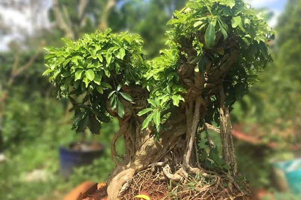 Tổ tiên căn dặn: 4 thứ đặt ở đầu giường nhà nào, nhà đó nghèo không ngóc đầu lên được, đó là thứ gì?-4