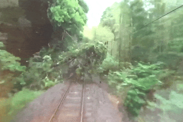 Ô tô đang chạy bị cây xanh đổ đè trúng-1