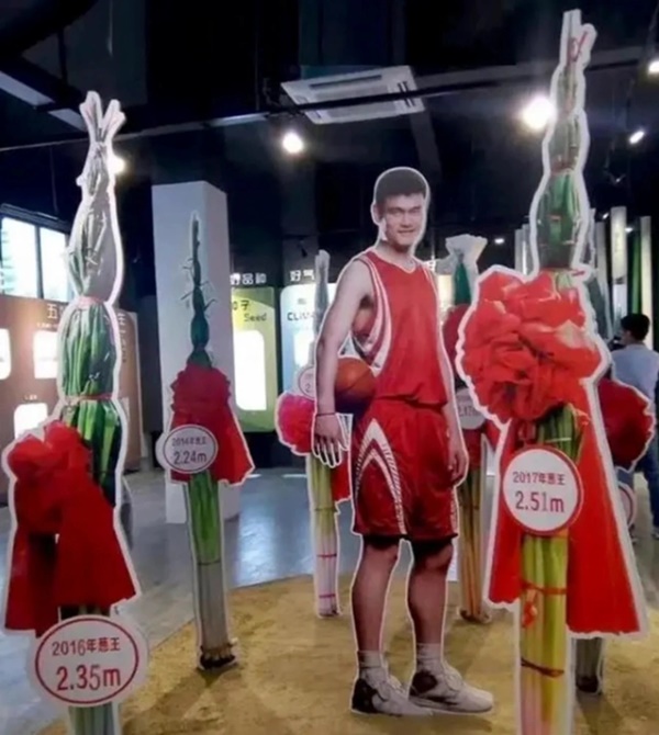 Khoai lang to hơn đầu người, hành lá cao cả mét ở Trung Quốc-2