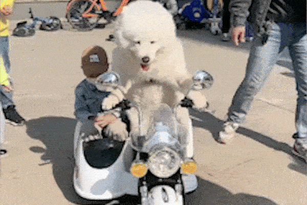 Chú chó lái xe đồ chơi chở bé trai