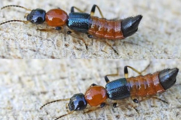 Cách xử trí khi bị kiến ba khoang đốt-2