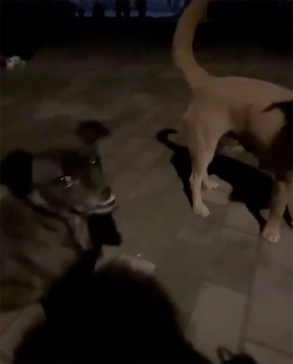 Chó hoang cứu mạng nữ sinh bị ngất xỉu ở Trung Quốc-1