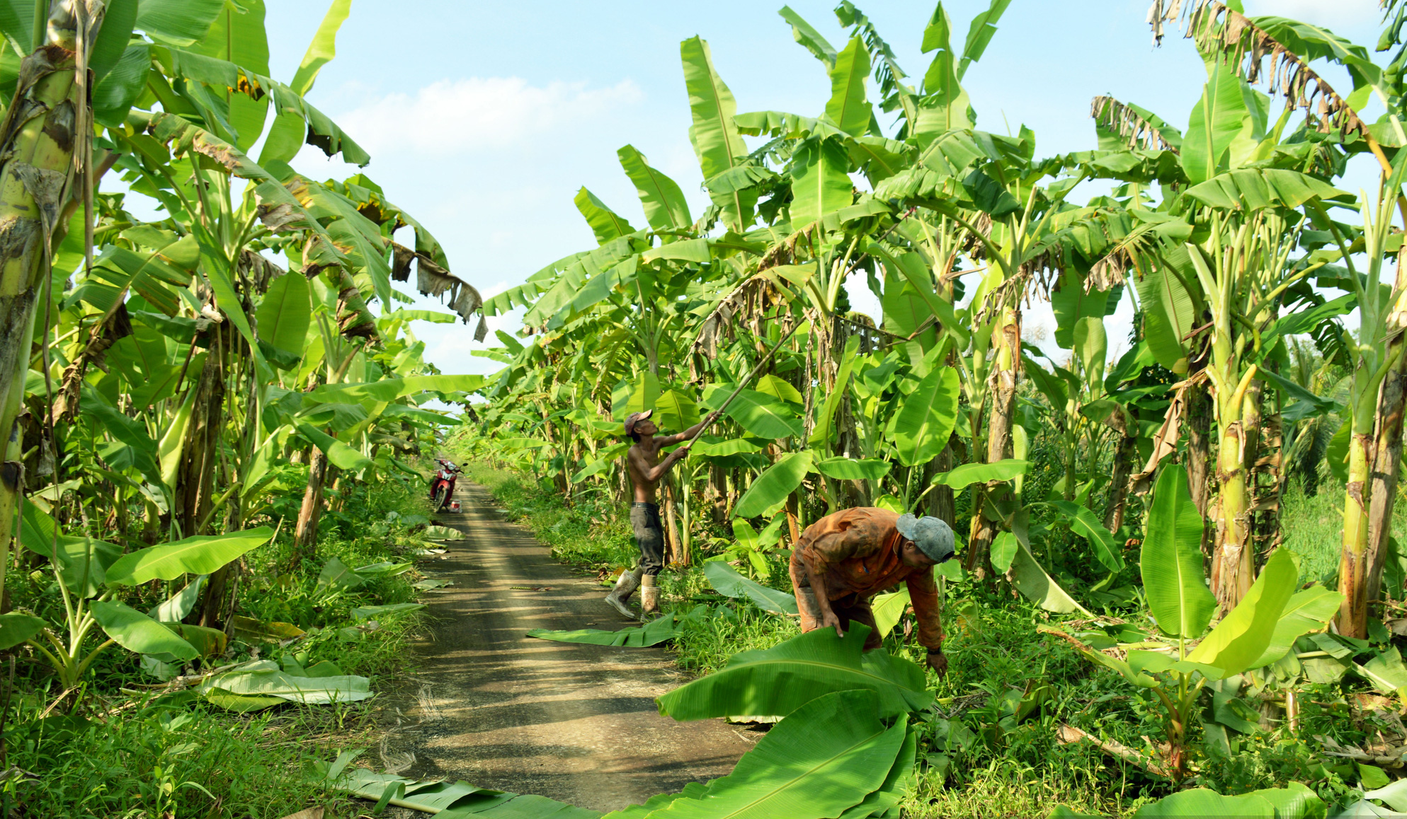 Bất ngờ 3 loại lá xưa vứt đi nay giúp người dân hốt bạc-6