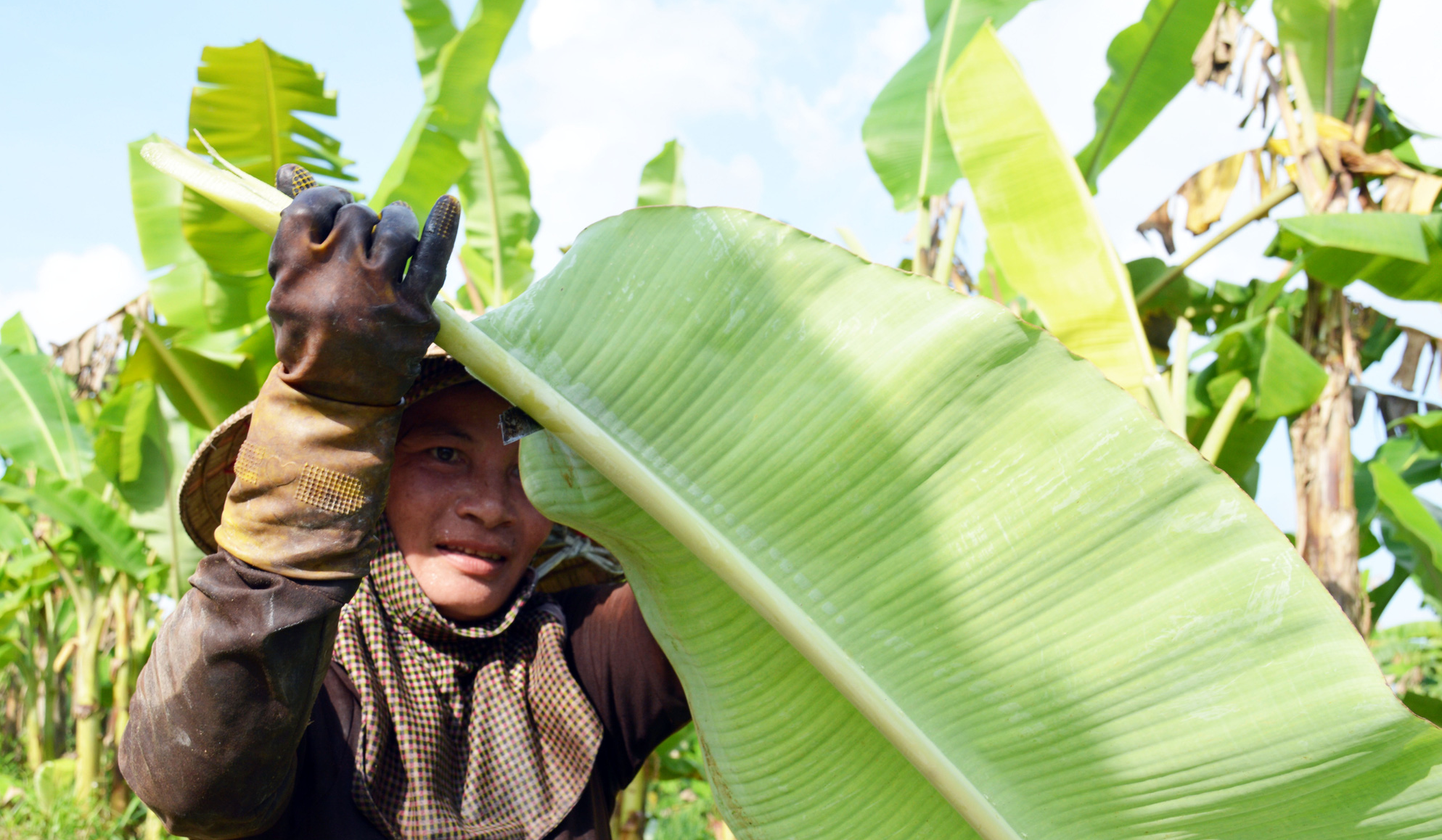 Bất ngờ 3 loại lá xưa vứt đi nay giúp người dân hốt bạc-7