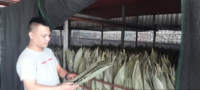 Bất ngờ 3 loại lá xưa vứt đi nay giúp người dân hốt bạc-11