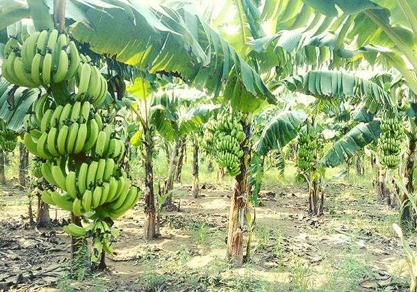 Bất ngờ 3 loại lá xưa vứt đi nay giúp người dân hốt bạc-5