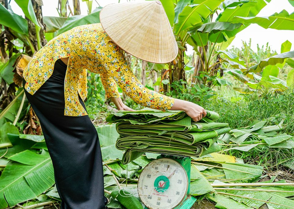 Bất ngờ 3 loại lá xưa vứt đi nay giúp người dân hốt bạc-8