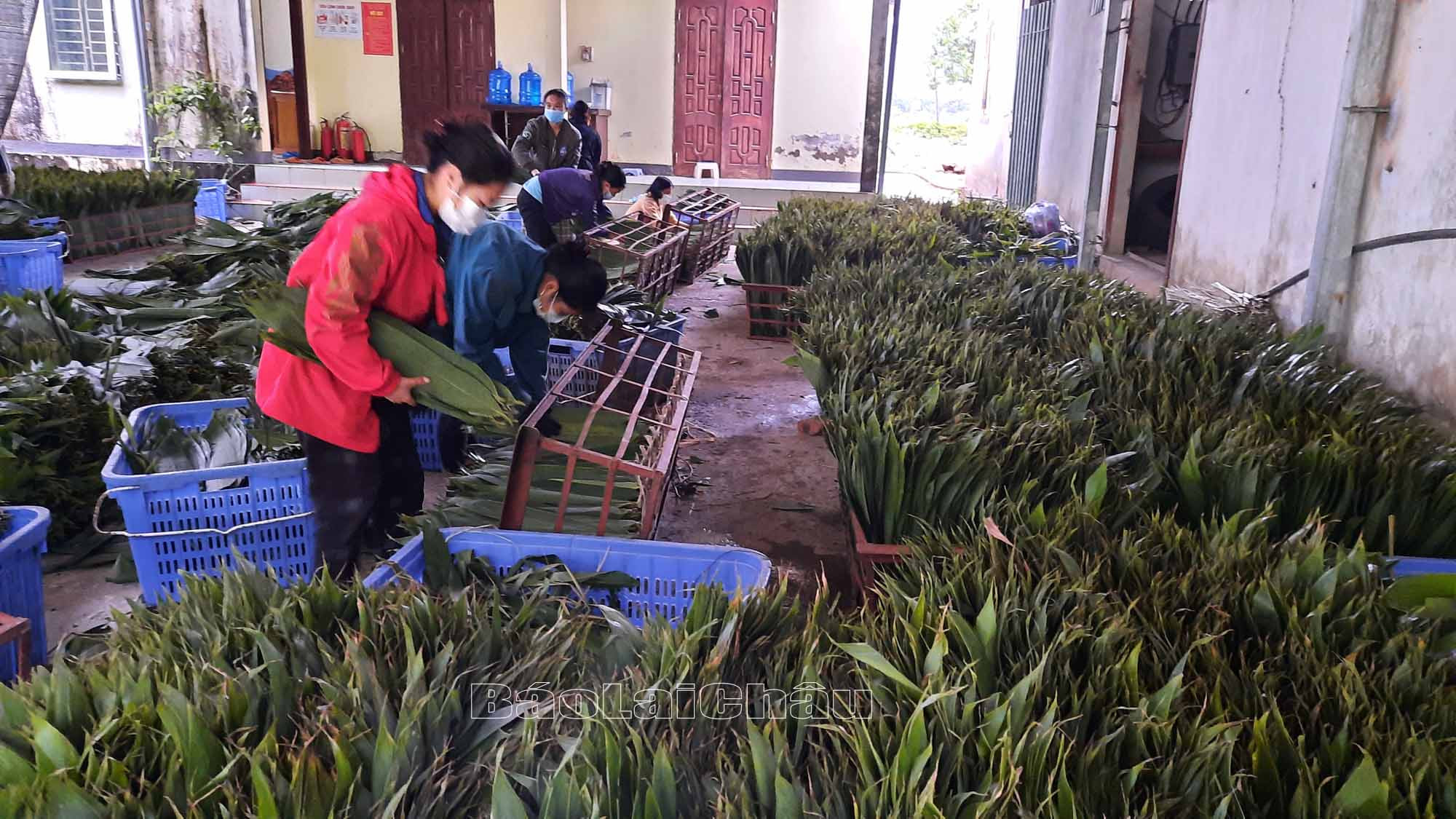 Bất ngờ 3 loại lá xưa vứt đi nay giúp người dân hốt bạc-9