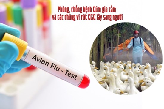 Bé gái mắc cúm A(H5): 1 tuần trước khi trẻ nhập viện, gia đình mổ gà ốm để ăn