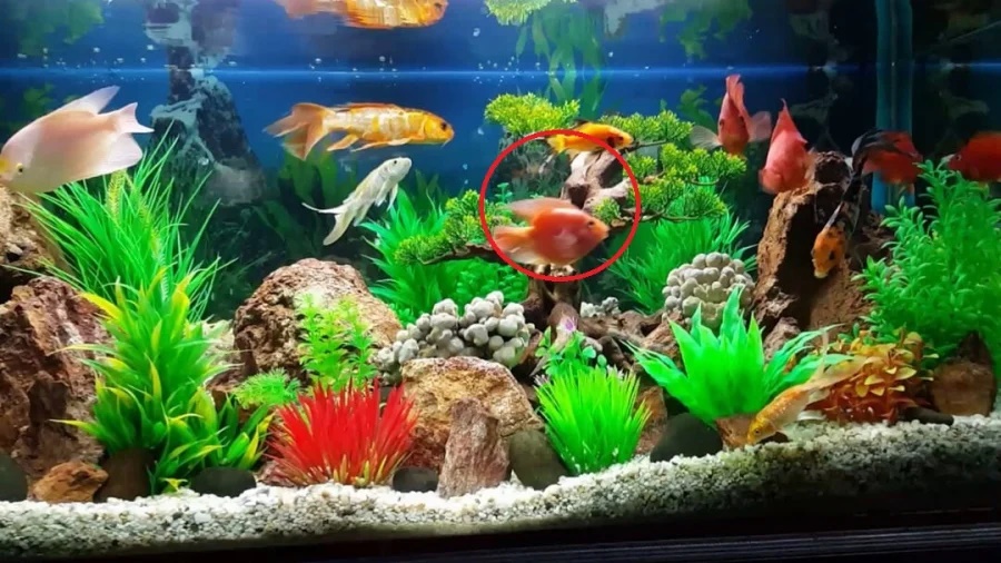 Quen tay đặt vật này dưới chân bàn thờ bảo sao gia chủ thiếu tiền quanh năm, cố mấy vẫn cứ nghèo-2