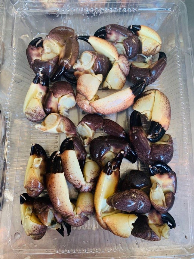 Vì sao nhiều người săn lùng mua loại cua cứng như đá, chỉ ăn được càng?-3