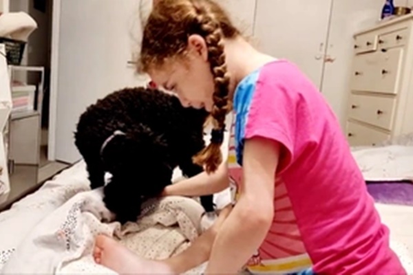 Chú chó đi hơn 3 km để tìm đường về nhà-1