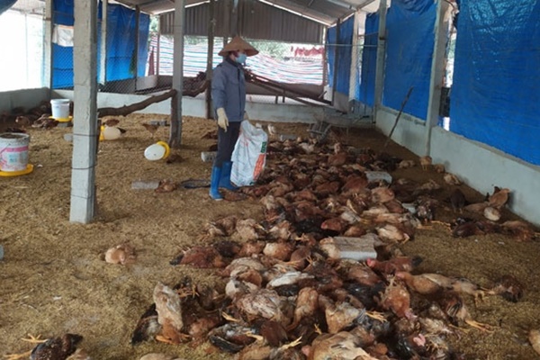 5 biện pháp phòng bệnh cúm lây từ gia cầm sang người-1