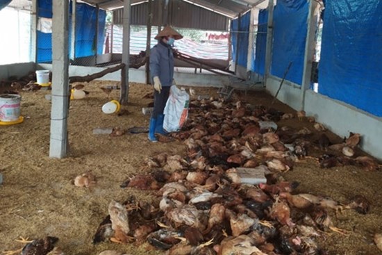 5 biện pháp phòng bệnh cúm lây từ gia cầm sang người