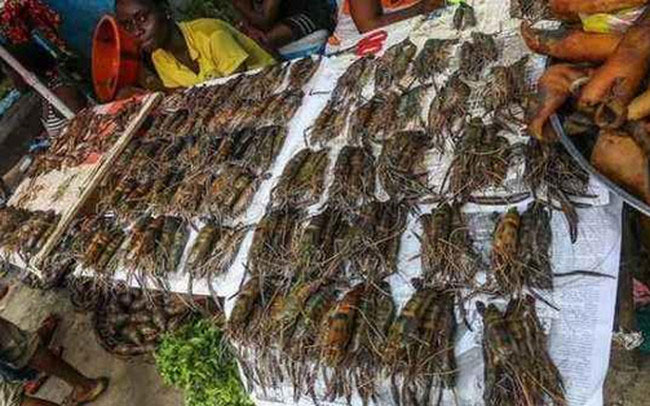 Vùng đất kỳ lạ, nơi tôm hùm rẻ hơn rau-1