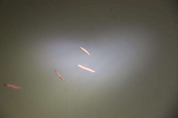 Lội ruộng, dầm mưa săn đặc sản, có đêm thu tiền triệu-2