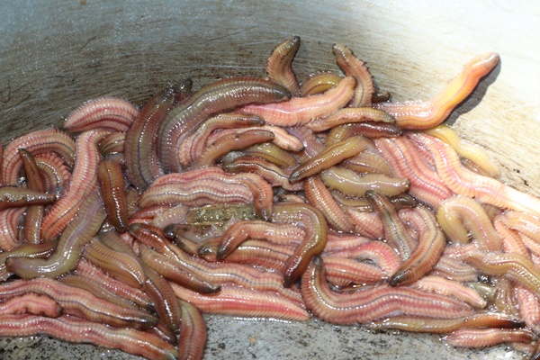 Lội ruộng, dầm mưa săn đặc sản, có đêm thu tiền triệu-6