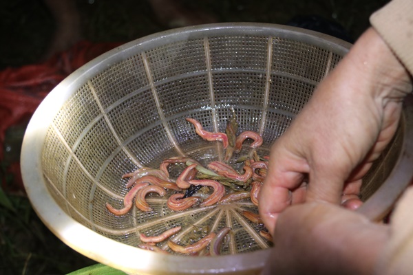 Lội ruộng, dầm mưa săn đặc sản, có đêm thu tiền triệu-9