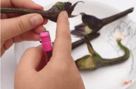 Đừng ném bỏ cuống cà tím, khi đốt lên có công dụng cực mạnh-3