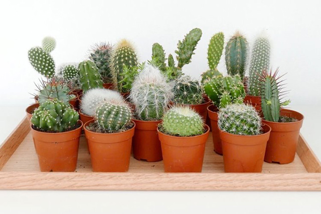 Nên đặt cây xương rồng ở đâu để thu hút tài lộc, tránh phạm phong thủy?-1