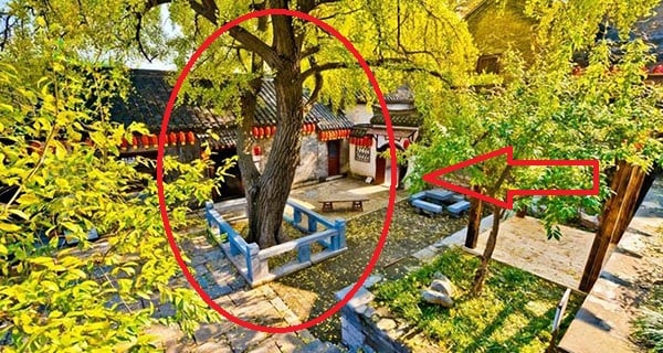 Nhà giàu thích trồng 5 cây cảnh này ở sân nhà, dòng họ trăm năm giàu sang, hưng thịnh-1