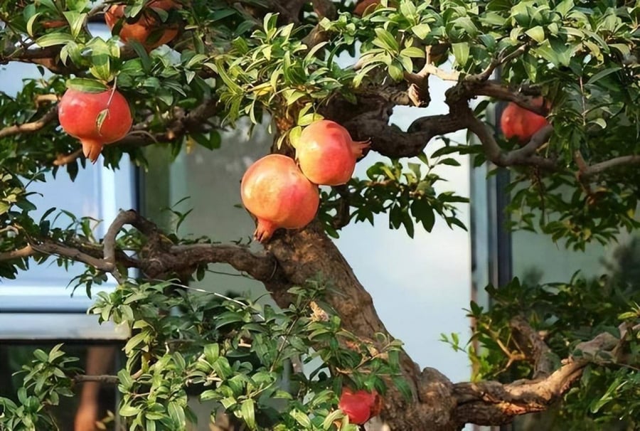 Nhà giàu thích trồng 5 cây cảnh này ở sân nhà, dòng họ trăm năm giàu sang, hưng thịnh-2