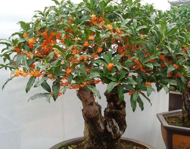 Nhà giàu thích trồng 5 cây cảnh này ở sân nhà, dòng họ trăm năm giàu sang, hưng thịnh-3