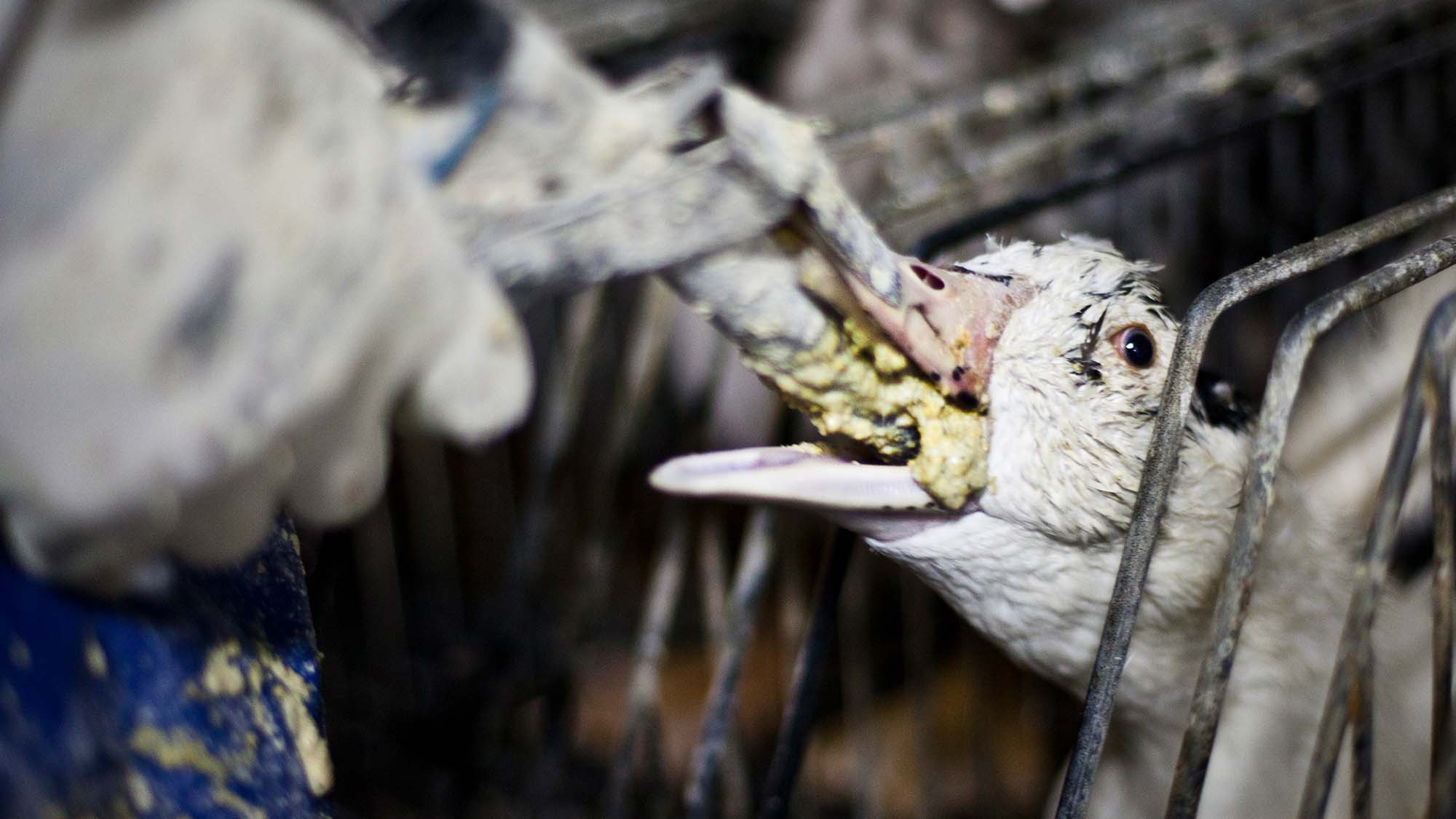 Ngã ngửa sự thật đằng sau món gan ngỗng phục vụ đại gia-5