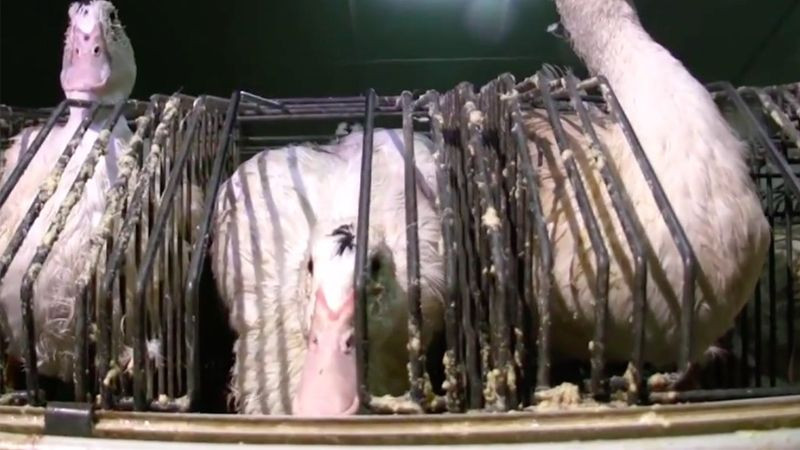 Ngã ngửa sự thật đằng sau món gan ngỗng phục vụ đại gia-9