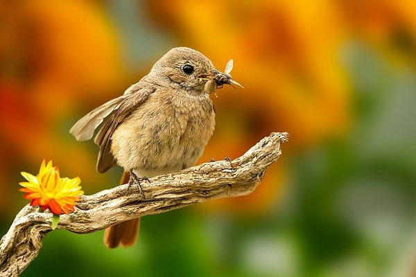 Tuần mới (24-30/10): 2 tuổi tình tiền đều vượng, 1 tuổi nhiều nguy cơ rình rập-4