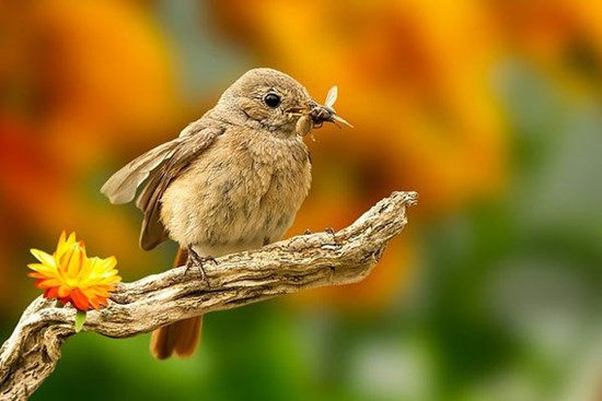 Vượng vận quý nhân, đào hoa rực rỡ, 3 con giáp được lòng mọi người, tài lộc tự nhiên đến