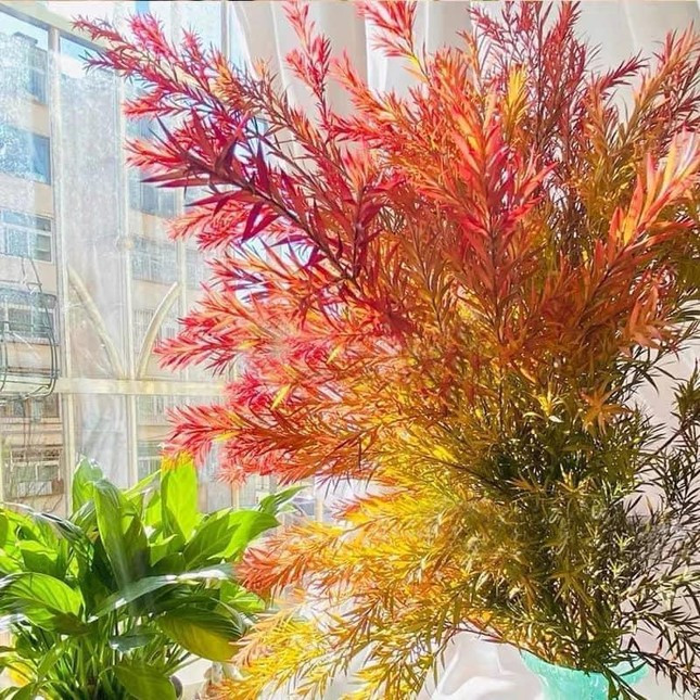 Chị em mê mẩn tìm mua chiếc lá giống như mùa thu Hàn Quốc-2