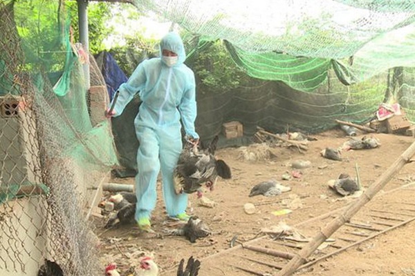 Campuchia ghi nhận 1 bé gái tử vong do cúm gia cầm H5N1-2