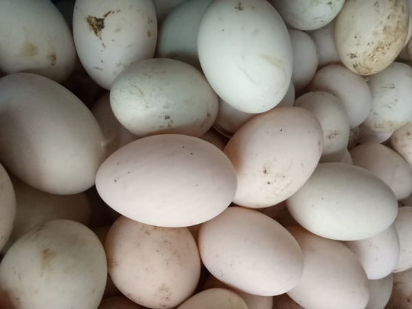 Nghịch lý: Trứng vịt tăng giá chóng mặt”, dân nuôi vẫn thở dài-1
