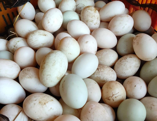Nghịch lý: Trứng vịt tăng giá chóng mặt”, dân nuôi vẫn thở dài-2