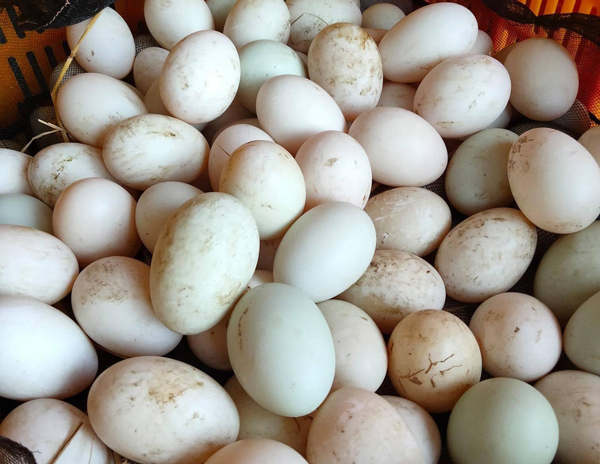 Nghịch lý: Trứng vịt tăng giá chóng mặt”, dân nuôi vẫn thở dài-2