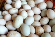 Nghịch lý: Trứng vịt tăng giá “chóng mặt”, dân nuôi vẫn thở dài