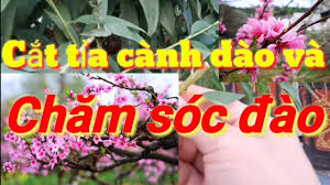 Mẹo chăm sóc để đào ra hoa đúng dịp Tết 2023, nở cả tháng vẫn rực rỡ-1