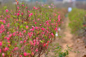 Mẹo chăm sóc để đào ra hoa đúng dịp Tết 2023, nở cả tháng vẫn rực rỡ-4