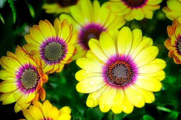 Ý chí sắt đá, tham vọng to lớn, 3 con giáp kinh doanh ngày càng bùng nổ, thành công tất yếu-2