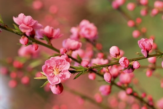 Mẹo chăm sóc để đào ra hoa đúng dịp Tết 2023, nở cả tháng vẫn rực rỡ