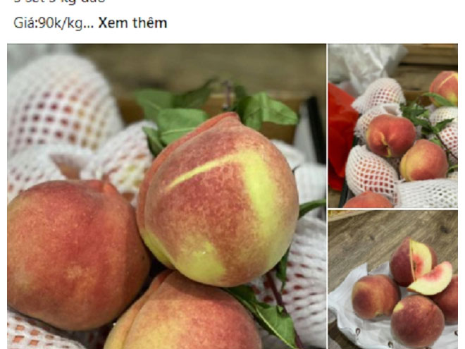 Loại trái cây quả nặng tới nửa kg một quả đắt như tôm tươi” dù giá chát-1