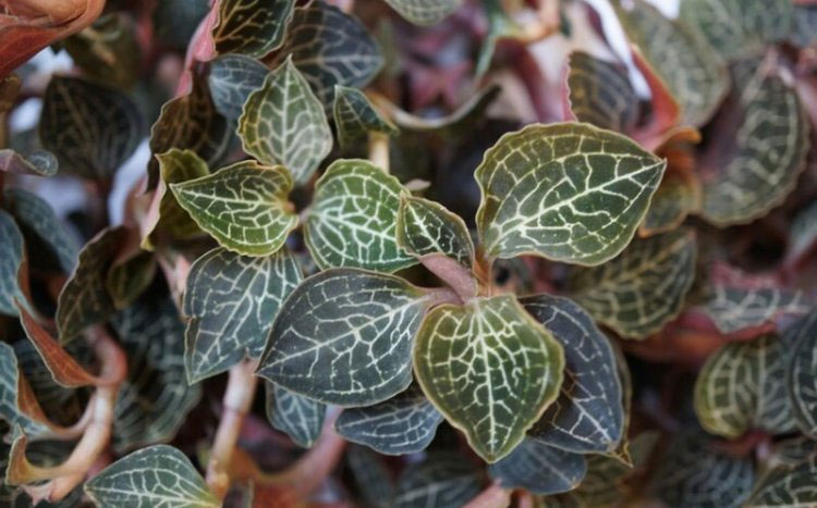 Giống cỏ được ví như vàng, ở Việt Nam cũng có nhưng hiếm ai nhận ra-2