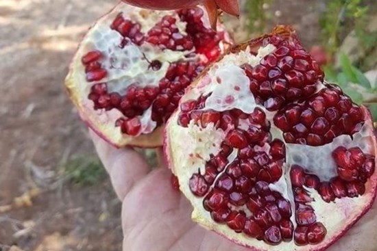 Mua lựu đừng chăm chăm chọn quả vỏ đỏ, chỉ bạn 5 điểm để biết quả nào tươi ngọt, mọng nước