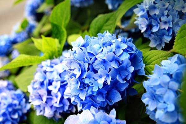 Lòng bàn tay có 4 dấu hiệu này, cả đời phú quý, tiền tiêu không hết-5